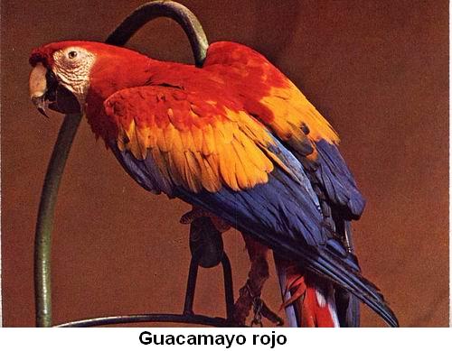 Guacamayo rojo.jpg